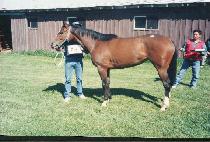 ���Ƽ�Ʒ� (RUBY TIARA) ����