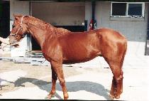 ��Ӱ� (YAMAGAIN) ����