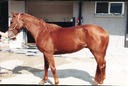 ��Ӱ� ����