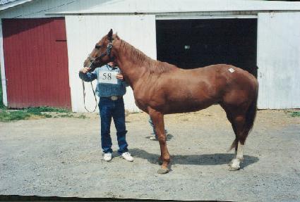 ������ ����