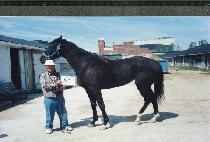 Ǯ�ӽ������� (FULMAR��S REVENGE) ����