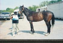 ���÷��̽���Ʈ�� (REPLACEMENT PLAYER) ����