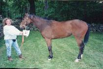 ĭƮ��� (CONTRADA) ����