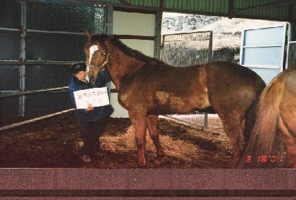 �Ϸ�Ʈ���۶��̵� ����