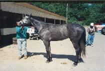 ����δ�Ű�� (DIVINE DAKINI) ����