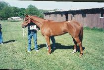 ����Ʈ�´����� (KNIGHT ON THE MOVE) ����