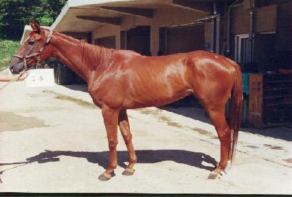 Ʈ������ ����