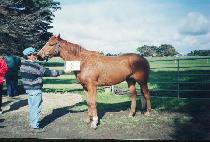 ���뷯 (GOLDEN VALOUR) ����