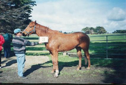 ���뷯 ����