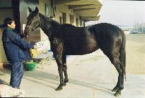 ��´� (PISEUNGDAE) ����