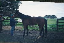 ���̵𺸸��� (LADY BORDEAUX) ����