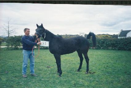 ���������� ����