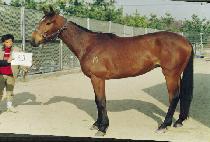 ������ (WOOLAWAY) ����