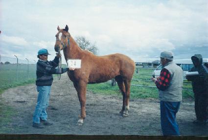 ������� ����