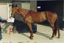 �����޳� (COONGAMENA) ����