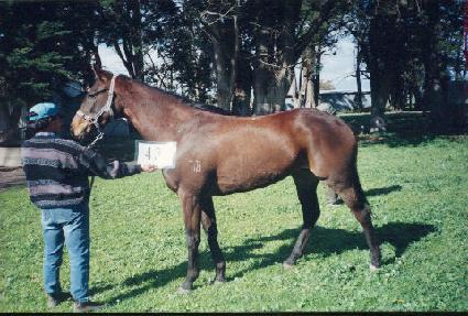 ����� ����