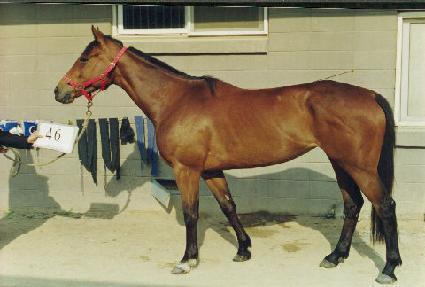 ������Ƽ ����