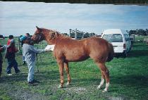 Ȳ�ݳ뼱 (HWANGGEUM NOSEON) ����