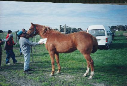 Ȳ�ݳ뼱 ����