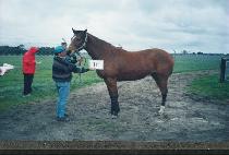 �����÷��� (SPORTING LASSIE) ����