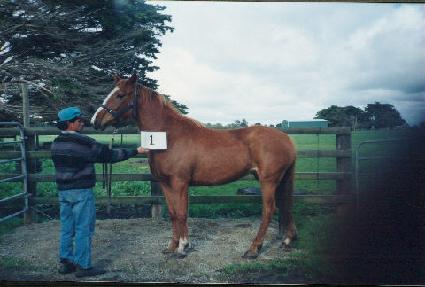 ����� ����