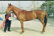 �۽��ȼ����� (PACIFIC SUNSHINE) ����