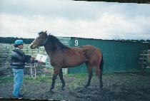 ����� (NORANTTI) ����