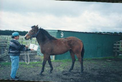 ����� ����