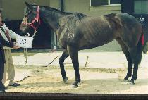 ���׽�Ÿ (GENESTA) ����