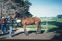 ��Ű�ƺ����Ȱ� (MACHIAVELLIAN GIRL) ����