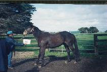 ȣ������ (HOYEONJIGI) ����