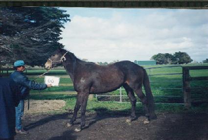 ȣ������ ����