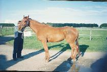 ����� (RED RAW) ����