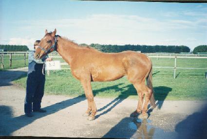 ����� ����