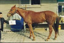 ����Ƽ�÷�ƿ�� (MIGHTY FLOTILLA) ����