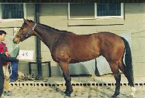 ĳ��� (CADINETT) ����