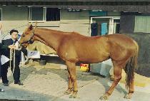 ������ư (NOT FORGOTTEN) ����