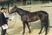 ���Ӹ���Ŀ (GAME MAKER) ����