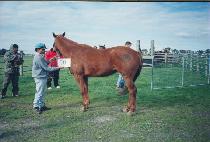 ������ (SCOPIC) ����