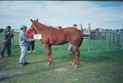 ������ ����