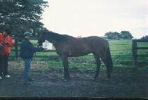 �ڼ��Ҹ� (PAKSU SORI) ����