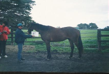 �ڼ��Ҹ� ����