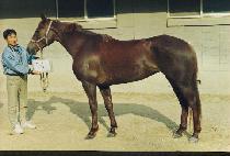 ����Ŭ���� (FREE CLOUD) ����