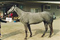 ���̽ú�� (DYCEY BID) ����