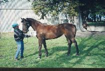 �ý��ʹ��� (SISTER DURHAM) ����