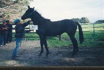 ĳ������ (CANNON BOY) ����