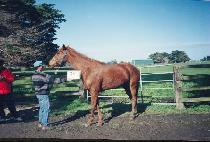 �ҵ𽺵��� (PANDIE��S DAUGHTER) ����