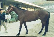 ���� (CHEP��AE) ����