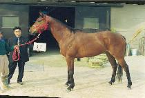 ��� (YAKSAN) ����