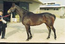 �����͸� (VITAREY) ����